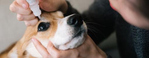 Eye Drops for Dogs When Should They Be Used Purina